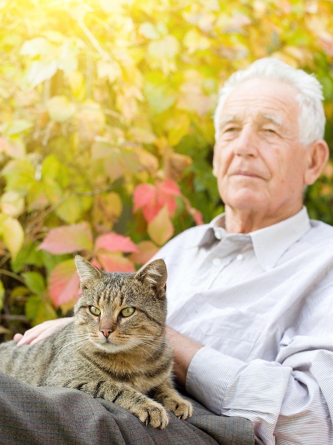 Home Care Newtown CT - Reasons Why Cats Are Great Pets For Seniors